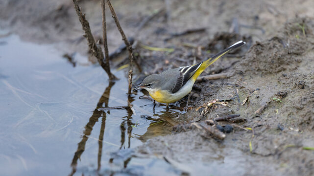 Grey Wagtail (Motacilla cinerea)