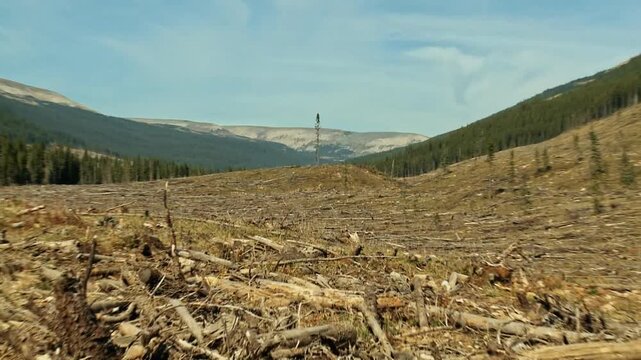 Single tree standing alone in a vast clear cut area, highlighting the impact of deforestation