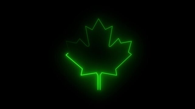  maple leaf, Self drawing animation one continuous line draw, logo, Blazing flame on black background.