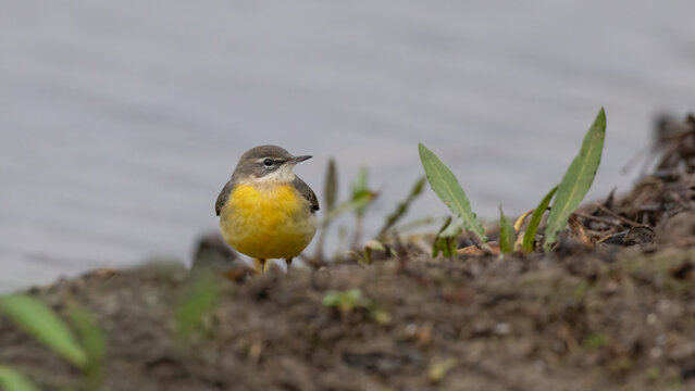 Grey Wagtail (Motacilla cinerea)