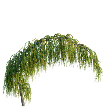 Larix kaempferi pendula tree, elevation, front view, cutout, transparent background, isolate, Detailed close-up of lush green weeping willow tree branches with vibrant leaves, detailed png