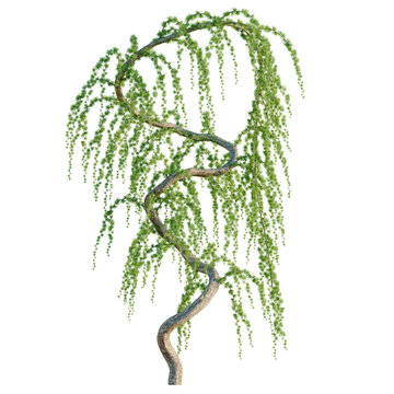 Larix kaempferi pendula tree, elevation, front view, cutout, transparent background, isolate, Delicate weeping willow tree branch with vibrant green leaves, nature close-up.