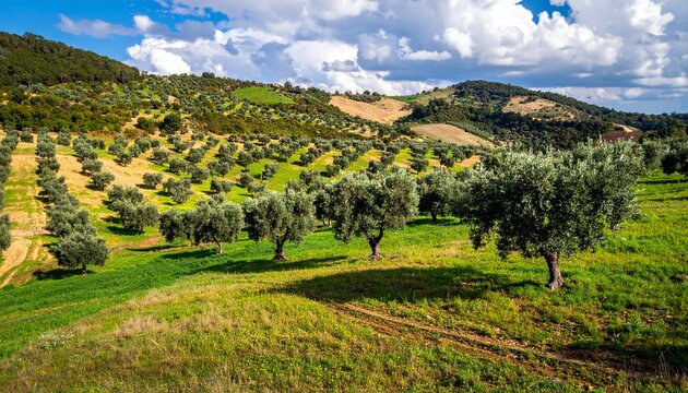 Olive grove landscape under sunny skies