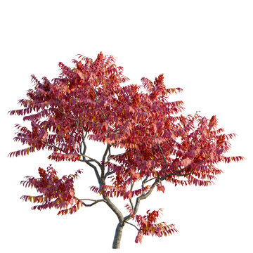 Rhus typhina tree, elevation, front view, cutout, transparent background, isolate, Autumn Maple Tree Branch with Vibrant Red Leaves - Detailed Natural Foliage PNG