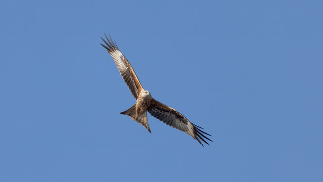 Red Kite (Milvus milvus) In Flight