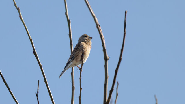 Female Common Linnet (Linaria cannabina) Calling