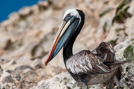 Peruvian pelican, Pelecanus thagus, close-up profile on rocks in Paracas National Reserve