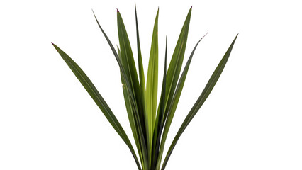 Obraz premium Long green pointed leaves of an ornamental plant isolated on white background