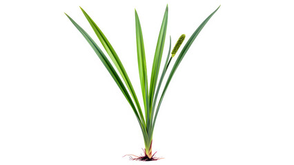 Fototapeta premium Sweet flag plant with green leaves and roots isolated on white background