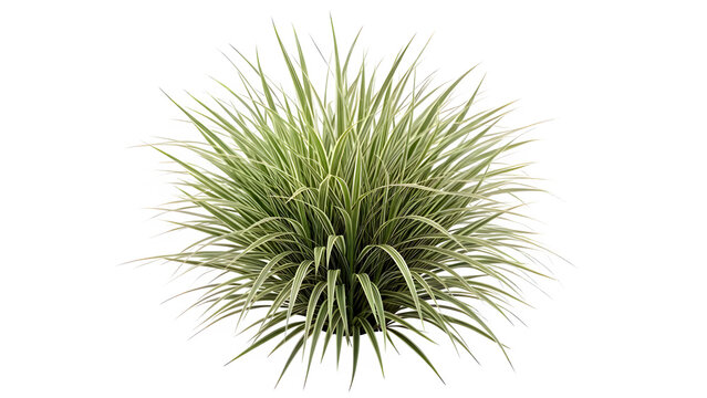 Variegated ornamental grass plant isolated on white background for landscape design
