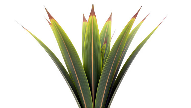 New Zealand Flax Phormium plant with green leaves isolated on white background