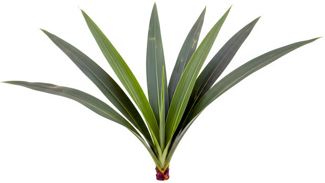 Green yucca plant with long pointed leaves isolated on white background