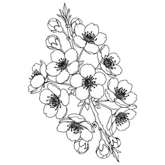 Fototapeta premium Cherry blossom branch line art illustration with blooming flowers and buds for botanical design and coloring book