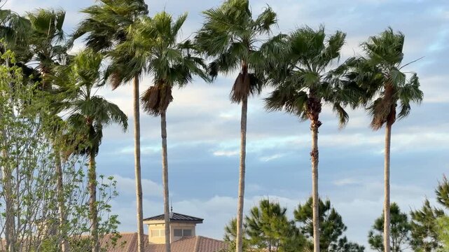 
Crowns of Washingtonia palms (binomial name: Washingtonia robusta), also known as Mexican fan palms, swaying in an evening breeze above a suburban parkway in southwest Florida. Golden hour.