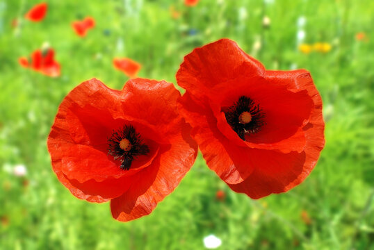 A poppy is a flowering plant in the subfamily Papaveroideae of the family Papaveraceae. Poppies are herbaceous plants, often grown for their colorful flowers.