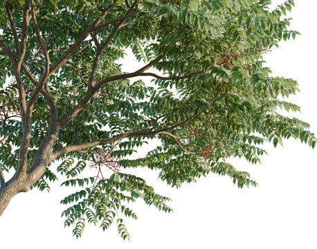 Aralia elata variegata tree, corner view, cutout, isolate, transparent background, Detailed close-up of a tree trunk with vibrant green foliage and intricate bark texture.