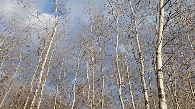 Tall White Quaking Aspen Trunks and Fluffy Clouds with Birds Chirping Video. Tranquil Spring Tree Grove Nature Landscape