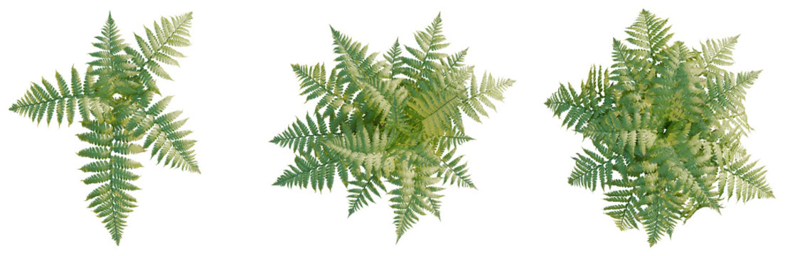Parathelypteris glanduligera tree plan, top view, cutout, transparent background, isolate, Detailed fern leaf close-up, vibrant green foliage, botanical illustration, natural beauty, macro photography