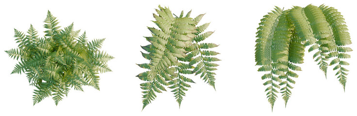 Parathelypteris glanduligera tree plan, top view, cutout, transparent background, isolate, Detailed fern leaf texture, lush green foliage, nature close-up, botanical pattern, vibrant color © DH Tree Stock