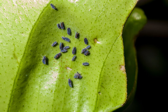 Asian Citrus Psyllid Colony on a Leaf. - A macro shot of a colony of Asian citrus psyllids (Diaphorina citri) on a citrus leaf. 