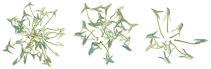 Sagittaria sagittifolia tree plan, top view, cutout, transparent background, isolate, Delicate fern leaf close-up, a natural beauty, elegant design, botanical illustration, peaceful, spring © DH Tree Stock