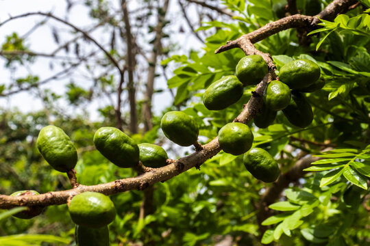 Unripe green jocote fruits (Spondias purpurea), also known as seriguela, growing on a tree branch in a natural setting.