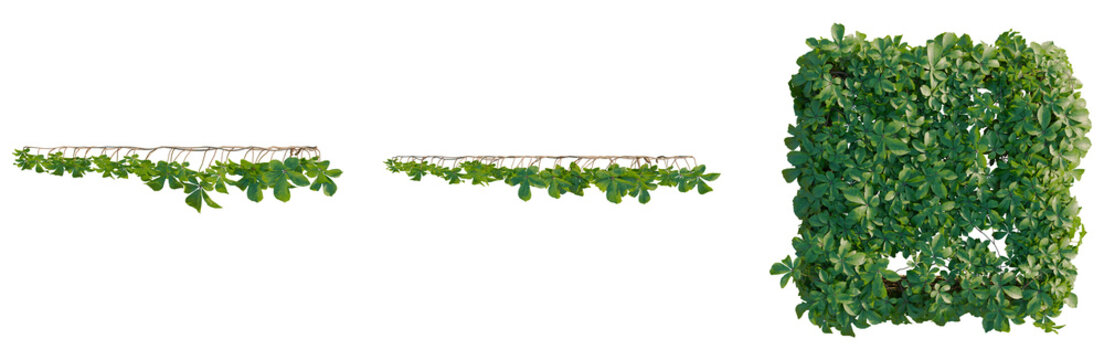 Tetrastigma umbellatum tree plan, top view, cutout, transparent background, isolate, Green Vine Branch with Leaves, Detailed Texture, Nature Elements, Floral Pattern, Botanical Illustration
