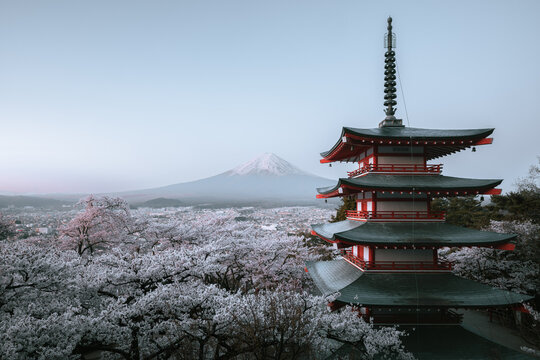 View of the vibrant red Chureito Pagoda layered against a soft pastel sky, with cherry blossoms in full bloom and majestic Mount Fuji, Fujiyoshida, Yamanashi, Japan.