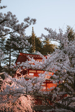 View of red pagoda framed by delicate cherry blossoms, a tranquil scene where ancient architecture meets the fleeting beauty of spring, Fujiyoshida, Yamanashi, Japan.