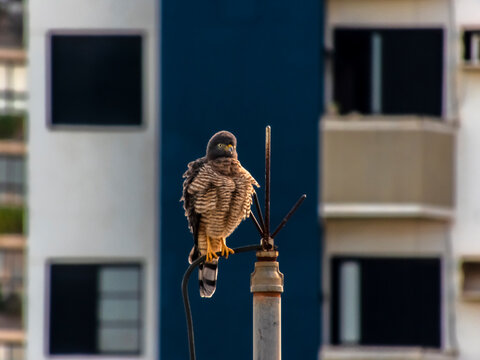 A Roadside Hawk (Rupornis magnirostris) is perched on an antenna, set against a blurred urban backdrop.