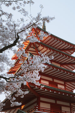 View of the radiant red Chureito Pagoda stands tall, framed by the delicate, ethereal beauty of blooming cherry blossoms, Fujiyoshida, Yamanashi, Japan.