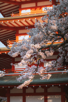 View of the vibrant red Chureito Pagoda framed by delicate cherry blossoms in full bloom, a serene scene of Japanese beauty, Fujiyoshida, Yamanashi, Japan.