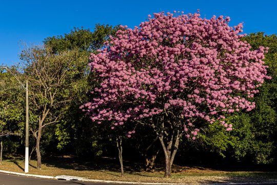 Pink Ipe with scientific name Handroanthus heptaphyllus in Brazil. Close up of beautiful Pink Trumpet Tree , Tabebuia rosea in full bloom
