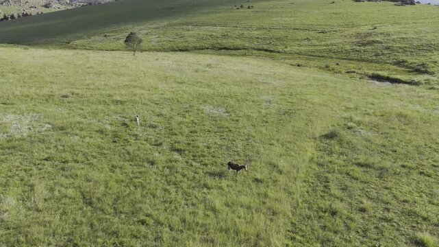 Drone flies south over pair of gazelles on late afternoon at Sibebe Rock near Mbabane, Eswatini