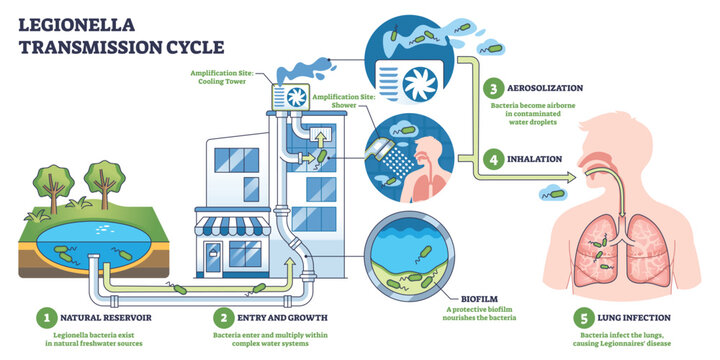 Legionella transmission cycle shows bacteria amplifying in building water, aerosolized from cooling towers and showers, then inhaled into lungs, key, bacteria, cooling tower, lungs. Outline diagram
