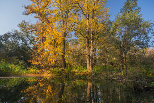 View of the golden autumn foliage reflecting serenely in the tranquil waters of the oxbow lake, creating a mirror image of vibrant colors, Bodiky, Trnava Region, Slovakia.