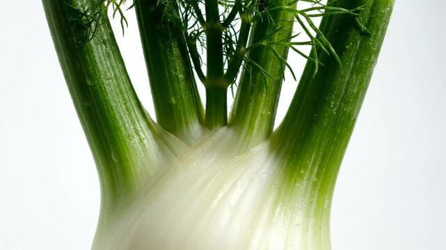 Close-up view of fresh fennel with its green stalks and feathery leaves against a clean white background.