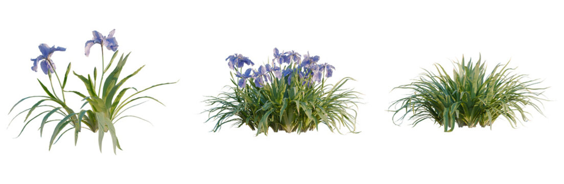 Iris tectorum tree, elevation, front view, cutout, transparent background, isolate, Delicate purple iris flower close-up on a dark background, perfect for floral design