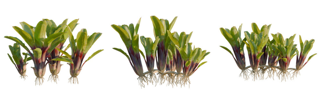 Neoregelia chiquita linda tree, elevation, front view, cutout, transparent background, isolate, Detailed close-up view of vibrant red and green beetroots with roots, perfect for culinary themes.