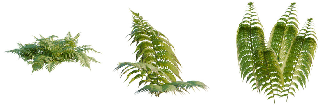 Parathelypteris glanduligera tree, elevation, front view, cutout, transparent background, isolate, Fern leaf close-up, vibrant green texture, nature detail, botanical illustration, high resolution