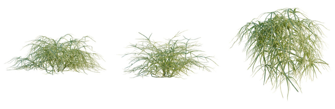Pteris multifida tree, elevation, front view, cutout, transparent background, isolate, Delicate green grass blades, close-up, nature background, spring season, detailed texture, hd image