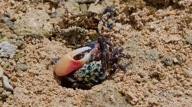 Tetragonal Fiddler Crabs Descending into Burrow.