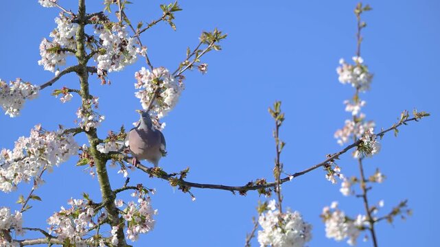 Male Wood pigeon going to settle on a branch of flowering cherry tree shaken by a light wind to rest. Columba palumbus, Prunus avium, r&eacute;gion Centre, France, European Union, Europe