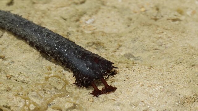 Black Sea Cucumber Cleaning Sand.