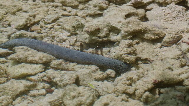 Black Sea Cucumber Crawling Across Sand.