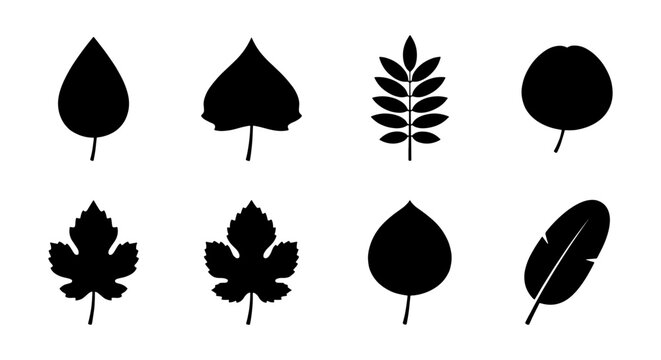 Black leaf silhouette icons set, collection of 8 botanical tree leaf shapes, minimalist foliage vector elements for nature design and logos
