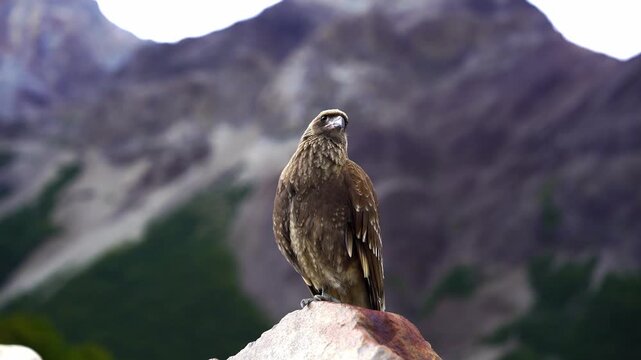 Chimango caracara bird of prey perched on a rock in the mountains of Patagonia, Argentina