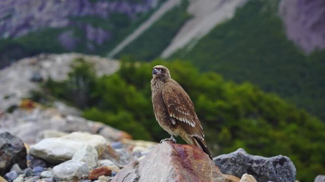 Chimango Caracara bird perched on a rock in the mountains of Patagonia, Argentina, footage