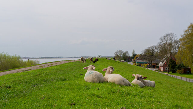 Schafe auf dem Elbdeich