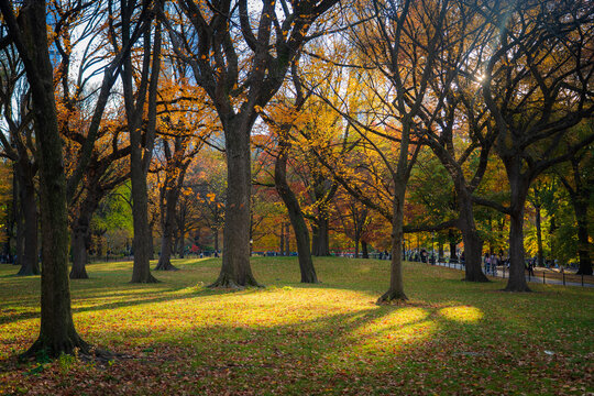 Manhattan, United States - 08 November 2025: View of Central Park's trees ablaze with golden and auburn hues, casting long shadows on the verdant lawn.